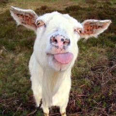 goat sticking tongue out, blog