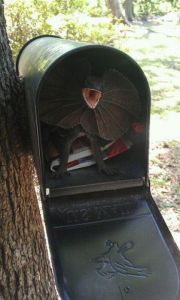 mailbox_lizard